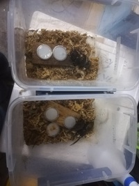 ヘラクレス２種　ペアリング 2021/05/01 00:52:24