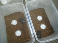 セプテン、トリニダ産卵セット投入 2021/05/19 23:26:41