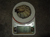 ３桁・・・のった！！