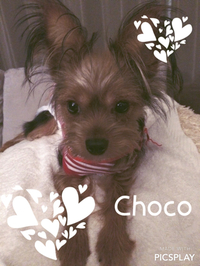 《choco》まったり… 2016/07/31 00:14:07