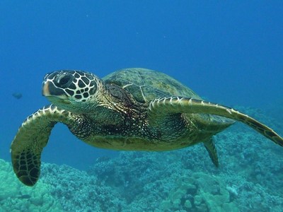 マウイ島ツアー報告　２日目前篇　