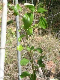 インドナツメ　バナナ　果樹の新しい仲間