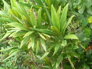 千年木の花が咲かない 田舎暮らし 人生創造 浅野誠