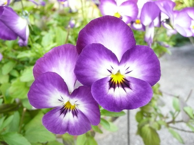 顔に見えるパンジーの花 田舎暮らし 人生創造 浅野誠