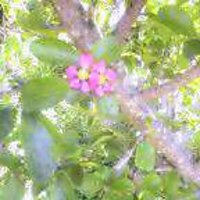 アセロラの花 2005/10/12 14:42:00