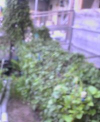 11月29日の記事 2005/11/29 09:27:36