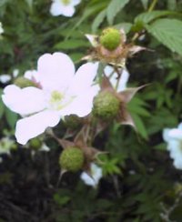 のいちごの花 2006/01/25 19:30:29