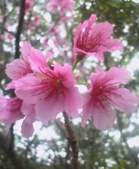 渡嘉敷島のさくらの花が満開 2006/01/25 19:16:14