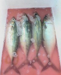 11月11日の記事 2005/11/11 13:45:28