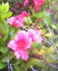 慶良間つつじほぼ満開 2006/03/02 18:39:06