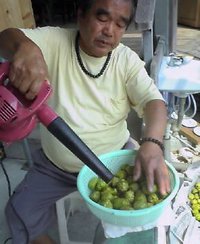 お父さんがノニの実をかわかして 2006/04/06 15:02:15