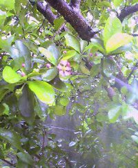 今年も咲きました 2006/06/10 10:33:13