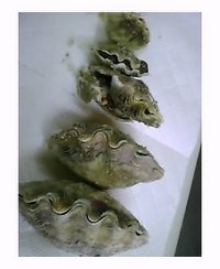 シャコガイゲット 2006/03/31 15:31:00