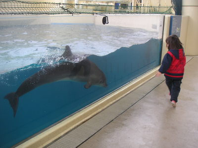赤ちゃんイルカと4歳児のコミュニケーション。