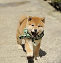 自己暗示