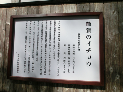 銀杏の木