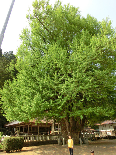 銀杏の木