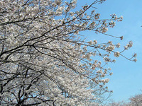 さんしん花見の宴 2010/03/29 00:02:06