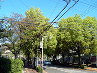 ゆい散歩 2009/04/15 22:29:10