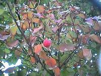 ストレンジャー 2005/10/31 18:49:34