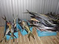 魚かじゃー 2007/03/20 22:37:00