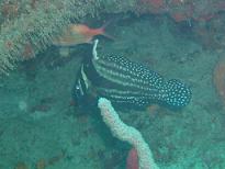 Dive in Bequia 4