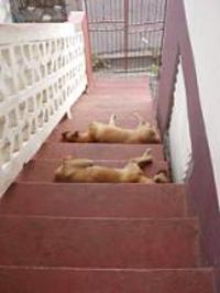 私が歩けば犬にあたる 2006/06/09 07:39:00