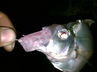 国場初物 2008/08/09 22:04:18