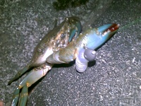 カニベンチＤＥカニカニカニ 2008/09/25 21:39:19