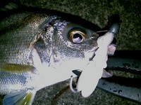 仕事帰り　２１５㌢ 2008/09/29 22:33:56