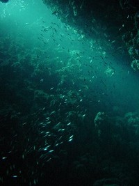 友達１００人できるかな？