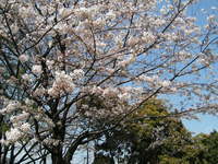 お花見