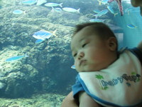 水族館デビュー