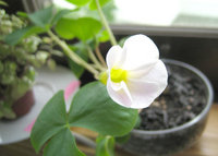 お花