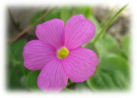 お花