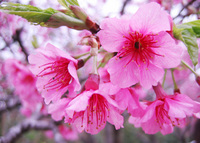 八重岳桜まつり
