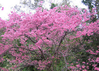 八重岳桜まつり