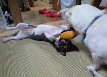 ワンコロズとおもちゃ