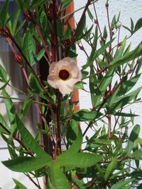 ローゼル開花