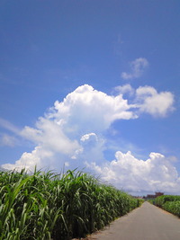 ざわわ　ざわわ 2010/08/02 23:31:28