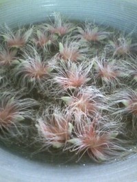 さがり花 2008/11/05 16:22:02