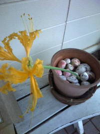 黄色い花 2011/10/15 10:57:55