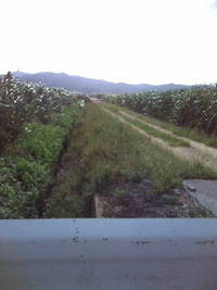 ざわわ♪ざわわ♪ざわわ 2011/10/16 15:13:59