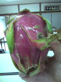 グアバ！ 2011/10/20 08:31:39