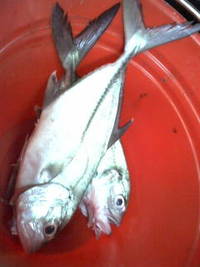 お魚さん♪ 2011/10/22 13:47:53