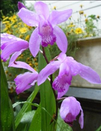 軒先の花