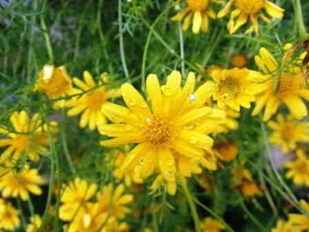 軒先の花