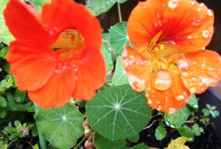 軒先の花