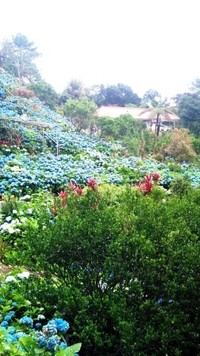＠よへなあじさい園 2011/06/03 11:56:41