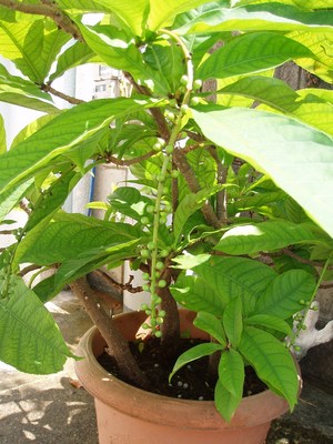 さがり花
